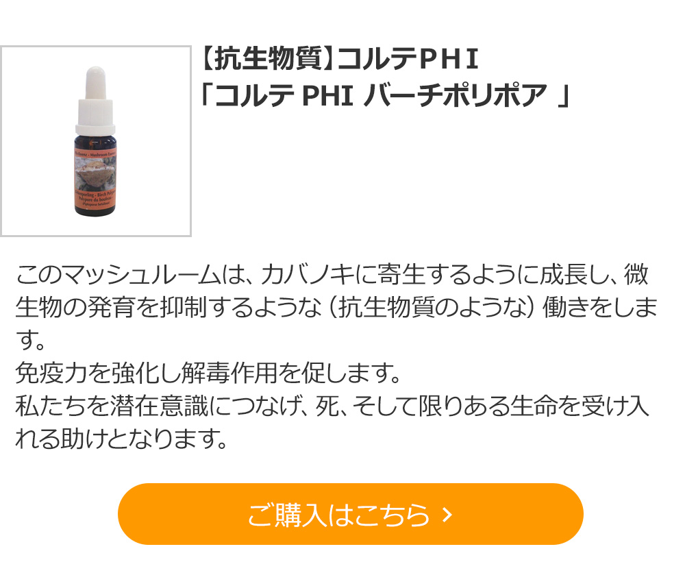 【抗生物質】コルテＰＨＩ　「コルテPHI バーチポリポア 」　 